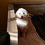 Snuggles is registered to the contest to win money with this photo: dog, small_dog, poodle, white_fur, curly_fur, pet_bed, blanket, wooden_bedframe, furniture, sunlight, shadow, indoor, sitting, looking_at_camera, eyes, nose, paws, cute, fluffy, portrait