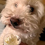 Snuggles joined the competition — help win amazing prizes! adorable, blurry_background, close_up, cup, curly_fur, cute, dog, eyes, food, hand, indoor, macro, nose, pet, portrait, small_dog, sniffing, treat, wet_nose, white_fur