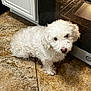 dog, white_dog, fluffy, curly_fur, small_dog, pet, indoor, kitchen, tile_floor, oven, appliance, looking_up, curious, cute, sitting, paws, close_up, domestic, household, portrait