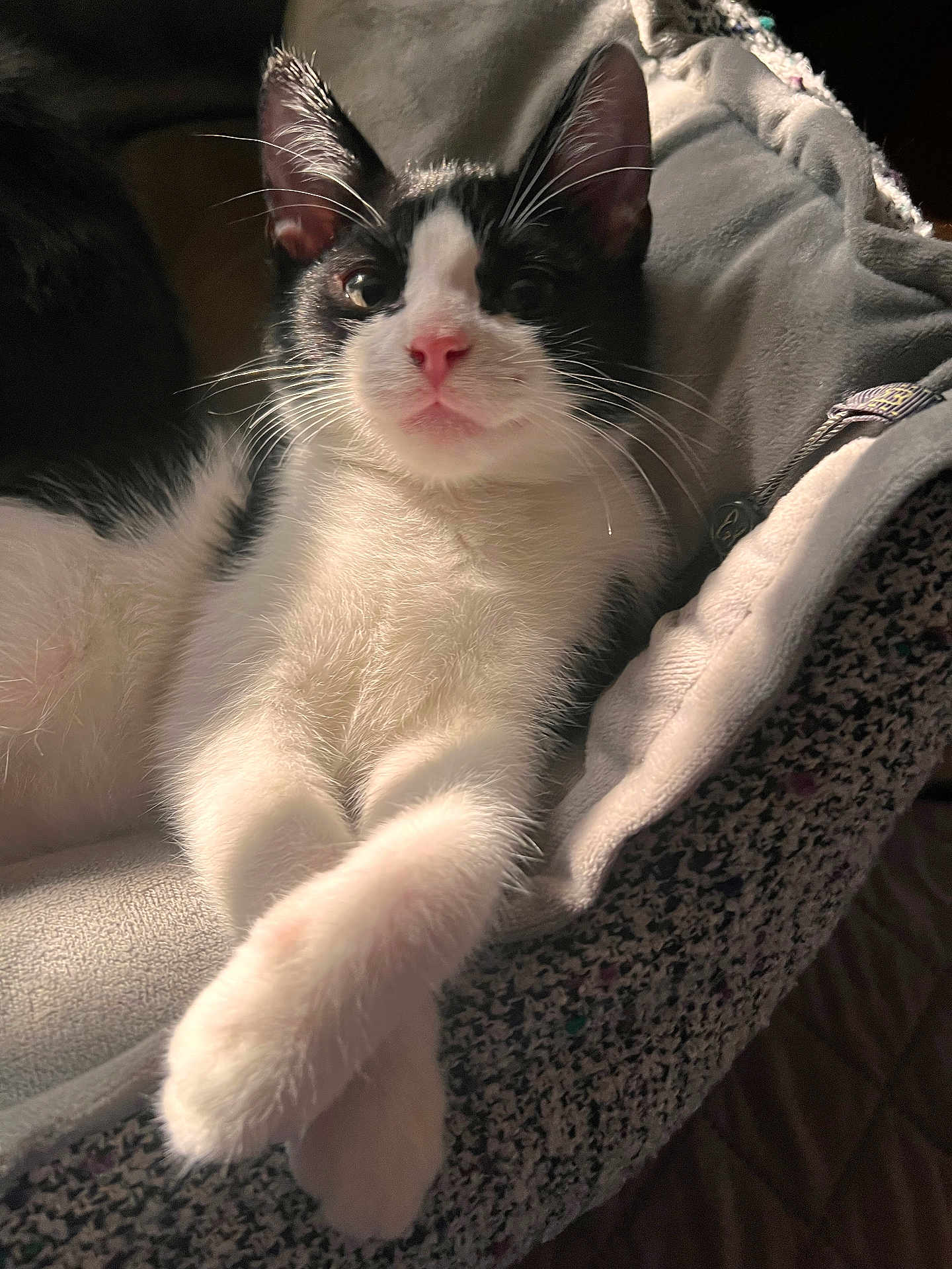Cloud is registered to the contest to win money with this photo: cat, kitten, tuxedo_cat, pet, whiskers, paws, pink_nose, fur, close_up, portrait, bed, blanket, cozy, indoor, relaxed, looking_at_camera, cute, domestic_animal, sleeping_basket, soft_lighting