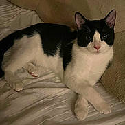Cloud joined the competition — help win amazing prizes! bed, black_and_white, blanket, cat, closeup, cozy, ears, feline, indoor, looking_at_camera, low_light, lying_down, night, paws, pet, pillow, pink_nose, relaxed, tuxedo_cat, whiskers