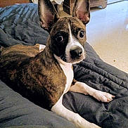Buster joined the competition — help win amazing prizes! dog, brindle, pet, indoor, quilt, bed, ears, animal, canine, looking, resting, floor, furniture, brown, white, cute, companion, portrait, relaxed, home