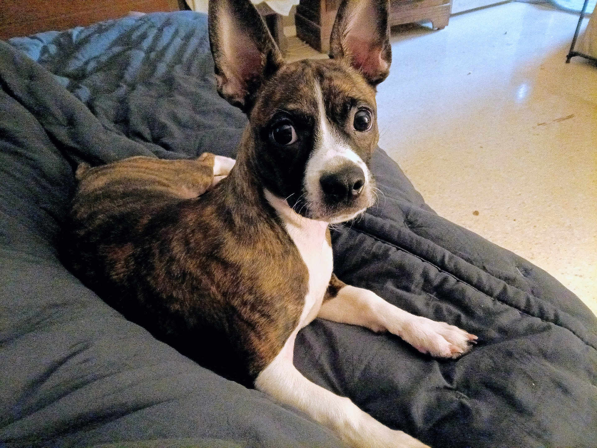 Buster