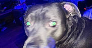 Blu joined the competition — help win amazing prizes! bed, blanket, blue_light, blur, close_up, curious, curtain, dog, electronics, floral, furniture, green_eye_reflection, human_leg, indoor, living_room, motion_blur, night, pet, playful, tattoo