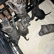 Blu is registered to the contest to win money with this photo: animal, black, blanket, canine, cute, dog, fur, gray, group, home, indoor, looking_up, lying_down, pet, playful, playpen, puppies, small, standing, young