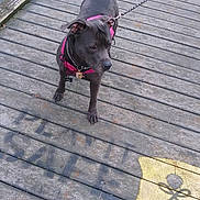 Blu is registered to the contest to win money with this photo: dog, black_dog, leash, pink_harness, wooden_dock, water, outdoor, pet, animal, canine, standing, faded_paint, yellow_marking, side_view, daylight, nature, quiet, calm, fur, ears