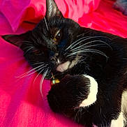 Kookie is registered to the contest to win money with this photo: cat, tuxedo_cat, black_and_white, whiskers, paw, sleepy, relaxed, indoor, bed, blanket, pink, fur, pet, animal, closeup, cute, resting, soft, cozy, domestic_cat