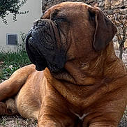 Ninja participe au concours pour gagner de l'argent avec cette photo : animal, brown_dog, canine, closeup, dog, ears, grass, large_dog, laying_down, nature, outdoor, paw, peaceful, pet, relaxed, resting, snout, stone_wall, sunny, wrinkled_face