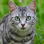 Stich participe au concours pour gagner de l'argent avec cette photo : cat, tabby_cat, green_eyes, whiskers, fur, ears, outdoor, grass, nature, animal, pet, close_up, portrait, curious, mammal, wildlife, focus, soft_background, head, face
