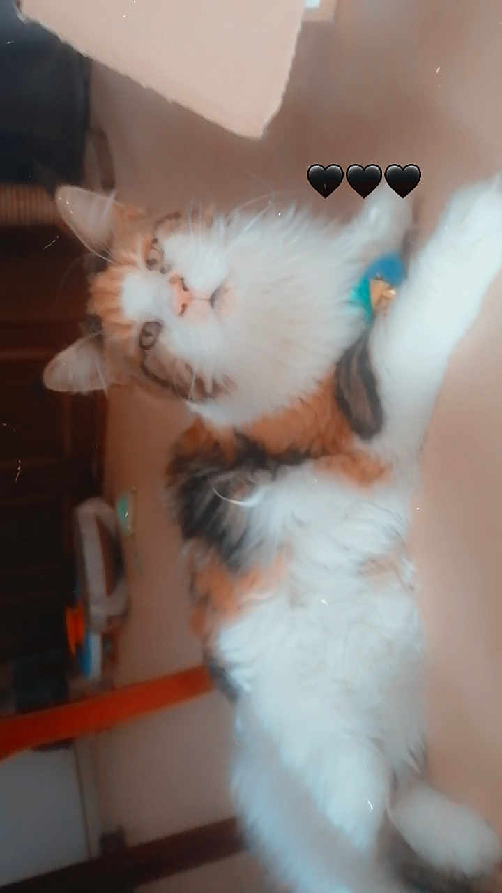 Freya