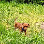 Koda Bear joined the competition — help win amazing prizes! dog, brown_dog, grass, greenery, outdoor, nature, field, collar, small_dog, canine, alert, curious, pet, animal, walking, summer, plants, daytime, ears, tail