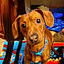 dog, dachshund, pet, brown_dog, collar, blanket, indoor, curious, looking_up, ears, floor, furniture, colorful, patterned_blanket, animal, canine, domestic_animal, cute, small_dog, portrait