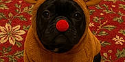 Frenchie joined the competition — help win amazing prizes! adorable, animal, antlers, black_dog, carpet, christmas, costume, cute, dog, festive, floral_pattern, fur, holiday, indoor, looking_up, pet, portrait, red_nose, reindeer_costume, sitting
