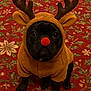 adorable, animal, antlers, black_dog, carpet, christmas, costume, cute, dog, festive, floral_pattern, fur, holiday, indoor, looking_up, pet, portrait, red_nose, reindeer_costume, sitting