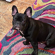 Frenchie is registered to the contest to win money with this photo: appliance, black_dog, canine, colorful_rug, companion_animal, curious, cute, dog, domestic_animal, ears_up, flooring, four_legged, french_bulldog, indoor, looking, patterned_rug, pet, short_hair, sitting, tile_floor