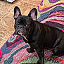 appliance, black_dog, canine, colorful_rug, companion_animal, curious, cute, dog, domestic_animal, ears_up, flooring, four_legged, french_bulldog, indoor, looking, patterned_rug, pet, short_hair, sitting, tile_floor