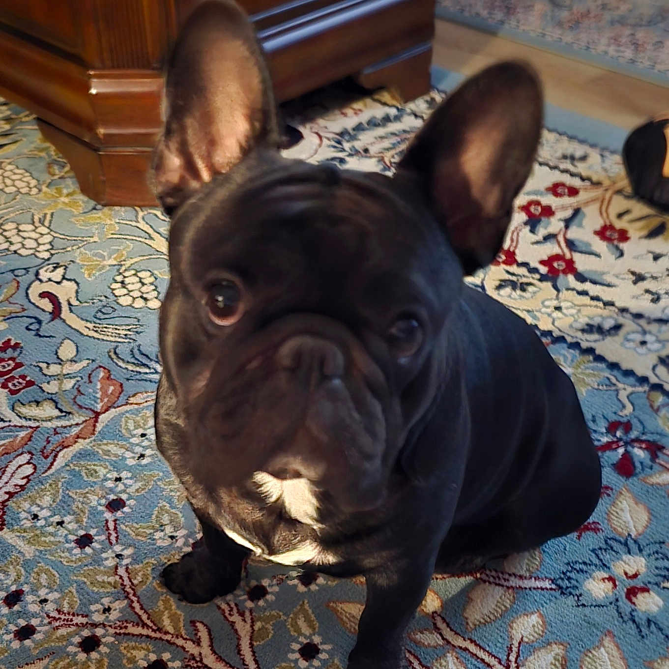 Frenchie