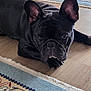 Frenchie is registered to the contest to win money with this photo: animal, black_dog, canine, carpet, closeup, cute, dog, domestic, ears, face, floor, french_bulldog, fur, home, indoor, looking_up, lying_down, mammal, pet, resting