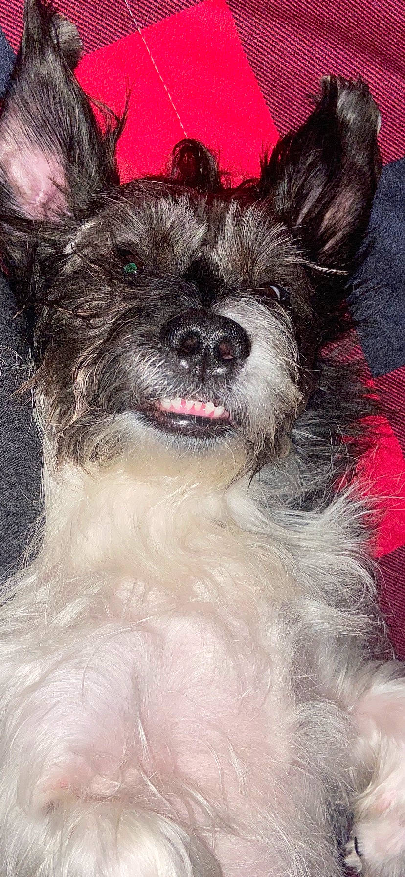 Dexter is registered to the contest to win money with this photo: canidae, carnivore, collar, companion_dog, dog, dog_breed, dog_supply, event, eye, fang, fawn, fur, head, human_body, liver, snout, sporting_group, toy_dog, whiskers, working_animal