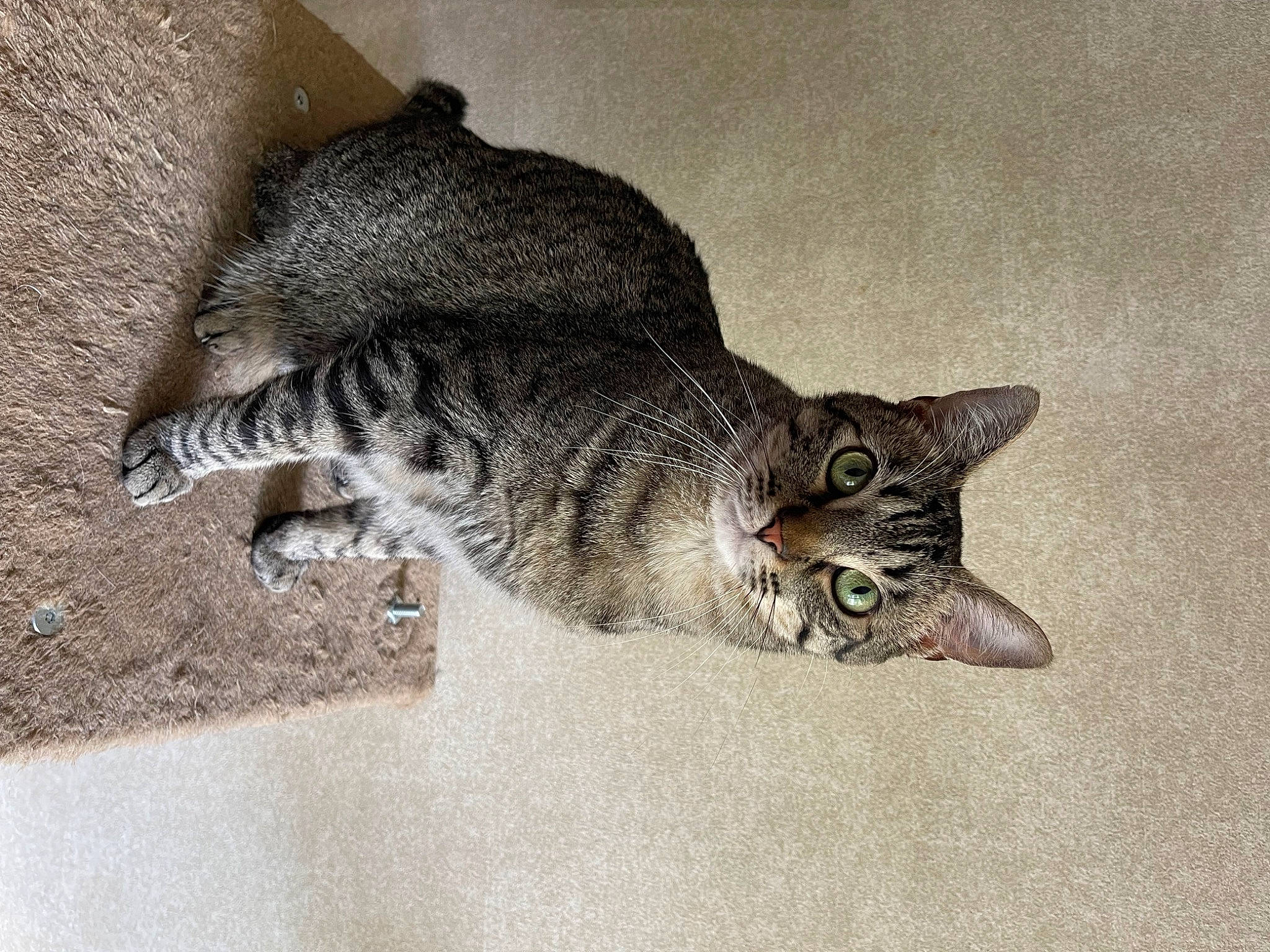 Comet is registered to the contest to win money with this photo: carnivore, cat, claw, domestic_short_haired_cat, felidae, fur, paw, small_to_medium_sized_cats, snout, tail, terrestrial_animal, whiskers