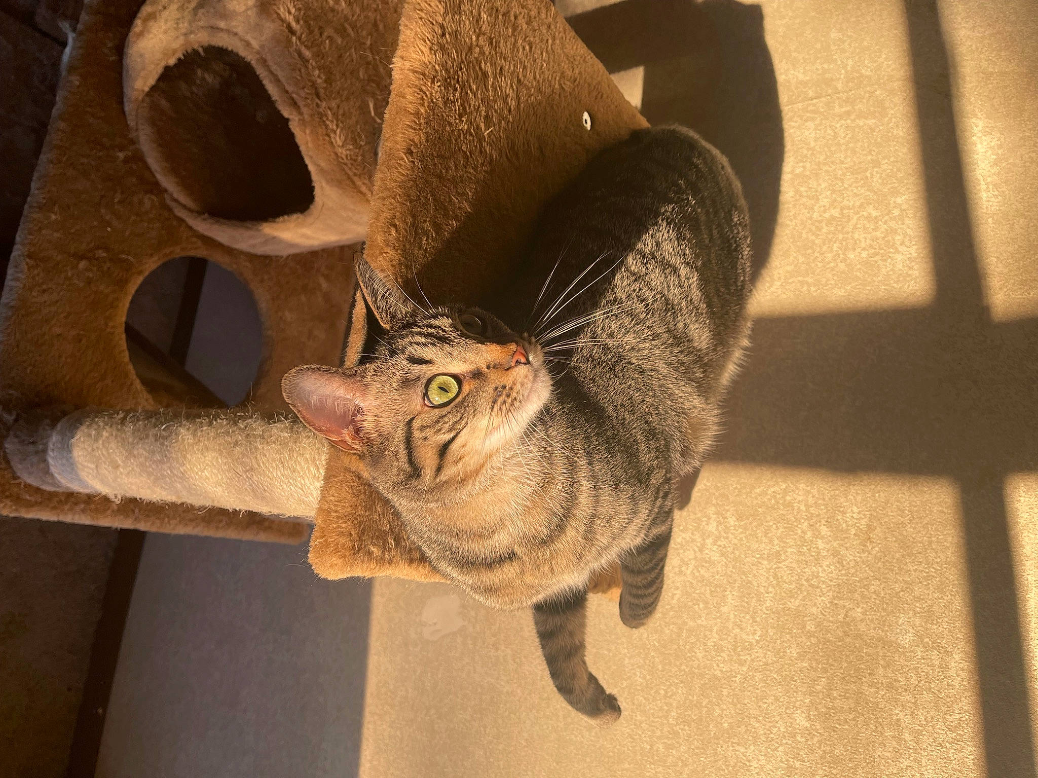 Comet joined the competition — help win amazing prizes! carnivore, cat, comfort, domestic_short_haired_cat, fawn, felidae, flooring, fur, glasses, grey, hat, metal, paw, small_to_medium_sized_cats, snout, tail, terrestrial_animal, tire, whiskers, wood