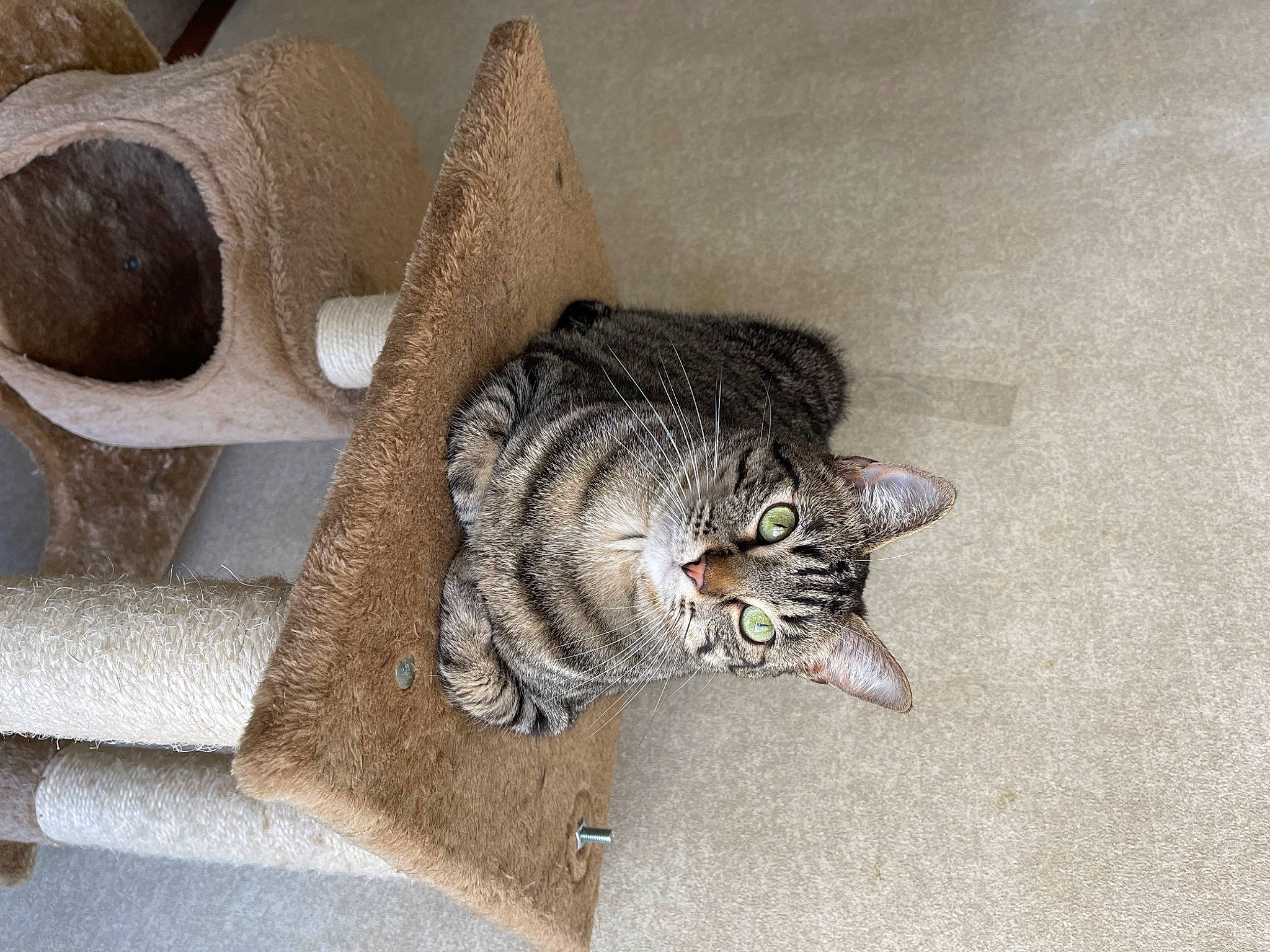 Comet is registered to the contest to win money with this photo: automotive_tire, carnivore, cat, comfort, concrete, domestic_short_haired_cat, felidae, flooring, fur, grey, hat, metal, paw, shelf, small_to_medium_sized_cats, snout, tail, terrestrial_animal, whiskers, wood