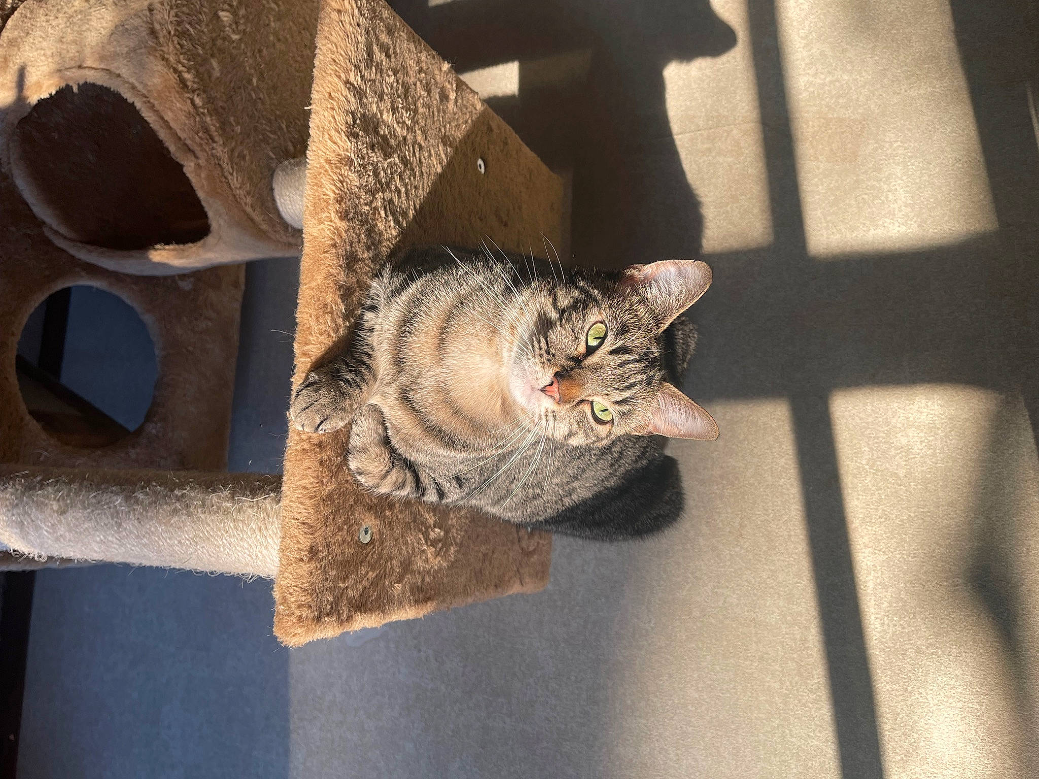 Comet is registered to the contest to win money with this photo: art, carnivore, cat, cat_supply, concrete, domestic_short_haired_cat, felidae, fur, grey, paw, pet_supply, small_to_medium_sized_cats, snout, tail, whiskers, wood