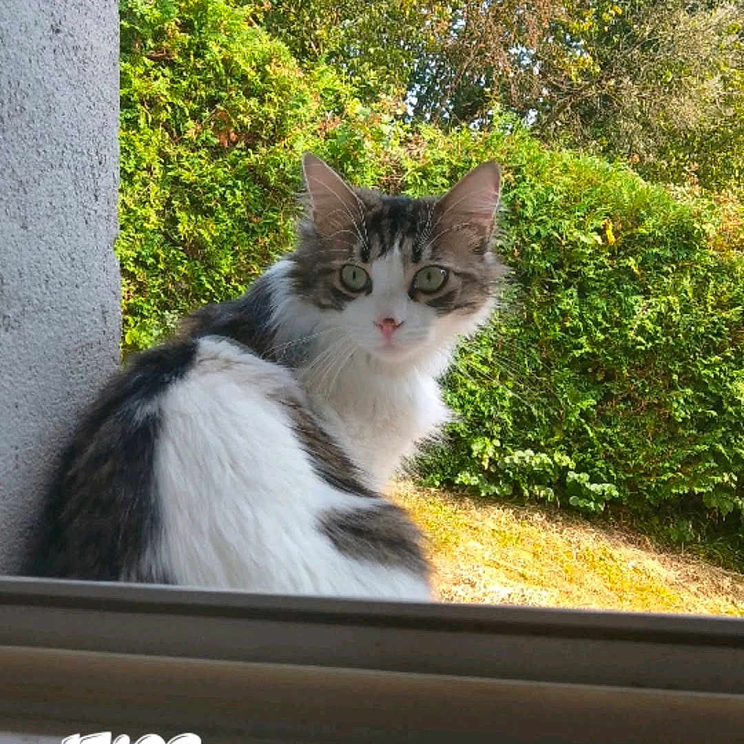 Gilbert