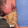 person, cat, cuddle, hug, blue_shirt, ginger_cat, indoor, close_up, affection, pet, animal, fur, face, ear, resting, comfort, human, skin, texture, relaxation