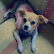 Riley is registered to the contest to win money with this photo: dog, small_dog, sweater, pink_sweater, couch, striped_couch, indoors, pet, cozy, lying_down, looking_up, cute, animal, companion, domestic_animal, furniture, relaxed, sparkle_filter, soft_light, portrait