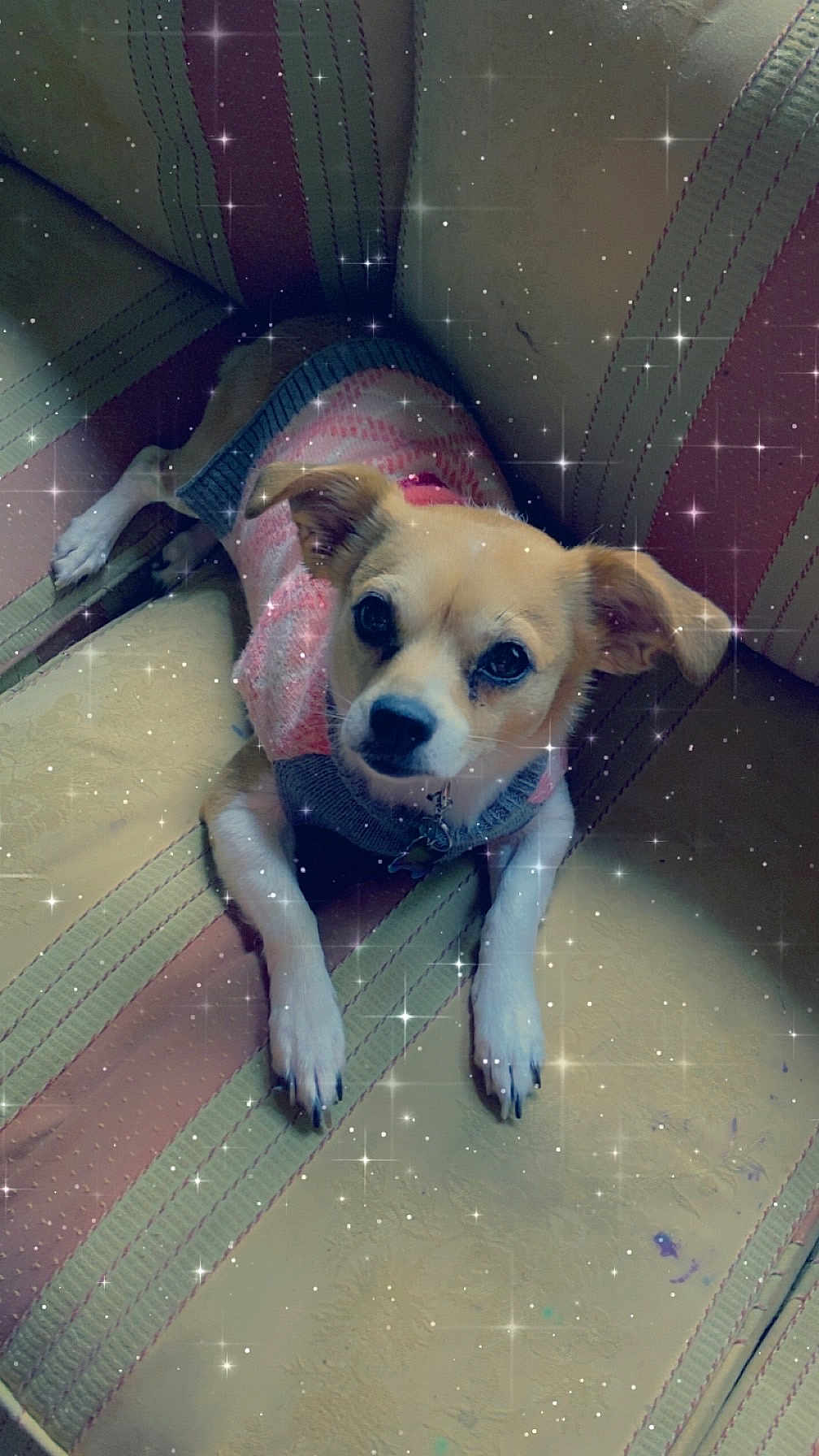 Riley is registered to the contest to win money with this photo: dog, small_dog, sweater, pink_sweater, couch, striped_couch, indoors, pet, cozy, lying_down, looking_up, cute, animal, companion, domestic_animal, furniture, relaxed, sparkle_filter, soft_light, portrait