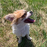 Oreo joined the competition — help win amazing prizes! dog, small_dog, fluffy, panting, tongue_out, grass, outdoor, sunny, happy, pet, animal, nature, canine, fur, ears, shadow, daylight, cute, mammal, companion