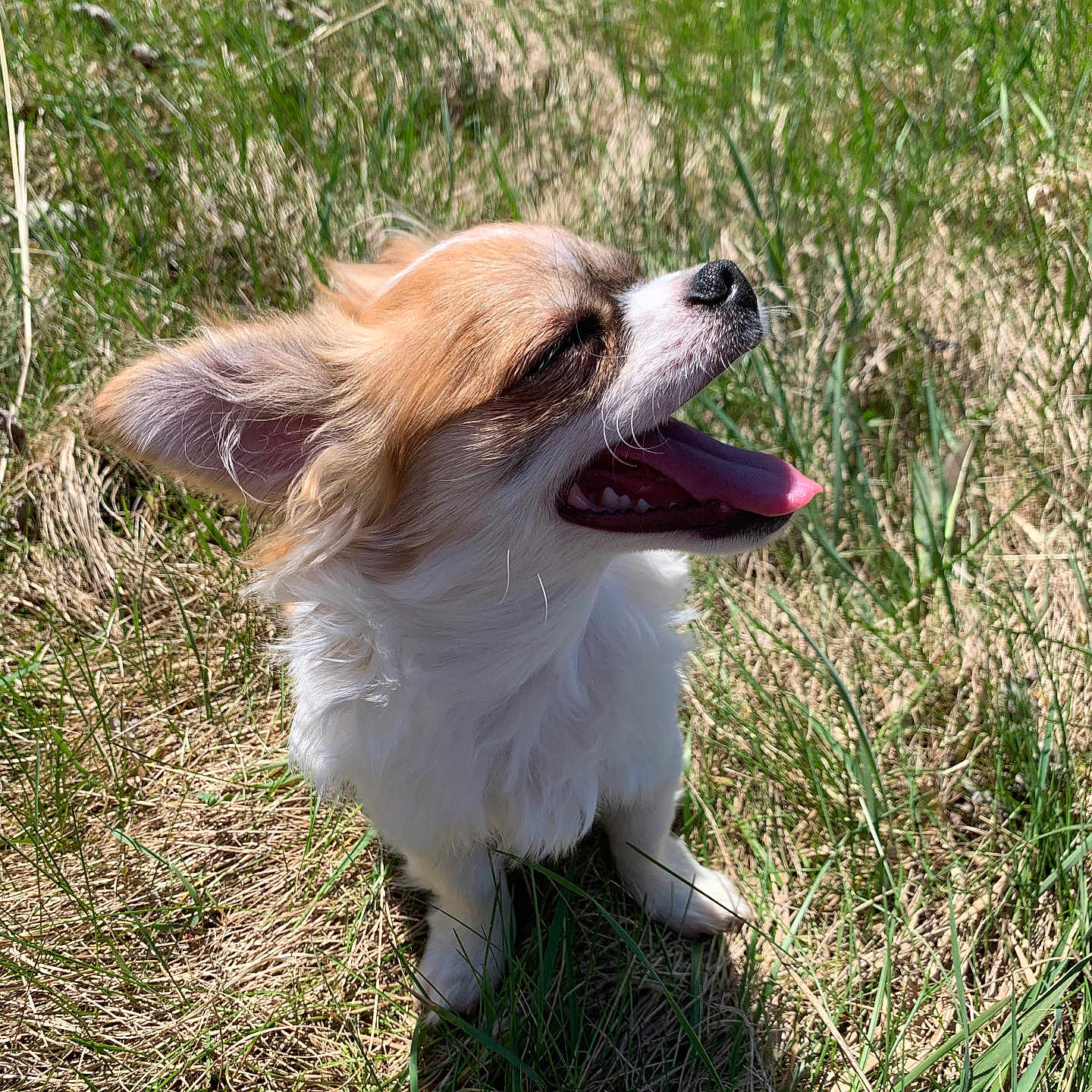 Oreo joined the competition — help win amazing prizes! animal, canine, companion, cute, daylight, dog, ears, fluffy, fur, grass, happy, mammal, nature, outdoor, panting, pet, shadow, small_dog, sunny, tongue_out