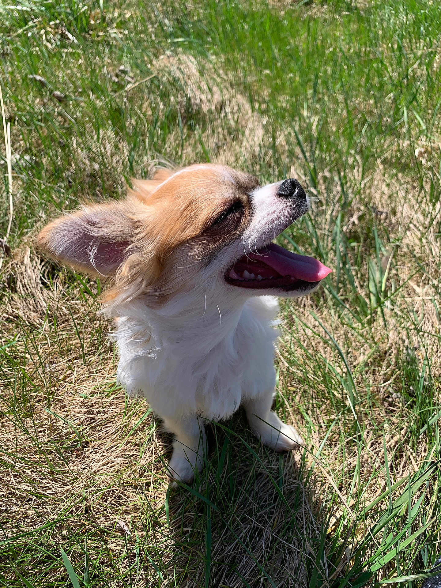 Oreo joined the competition — help win amazing prizes! dog, small_dog, fluffy, panting, tongue_out, grass, outdoor, sunny, happy, pet, animal, nature, canine, fur, ears, shadow, daylight, cute, mammal, companion