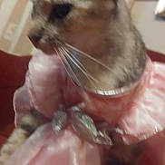 Kevin joined the competition — help win amazing prizes! cat, pink_dress, indoor, pet, feline, costume, silver_bow, side_profile, ears, whiskers, blurred, fabric, animal, domestic_cat, fur, seated, closeup, soft_lighting, background, pattern
