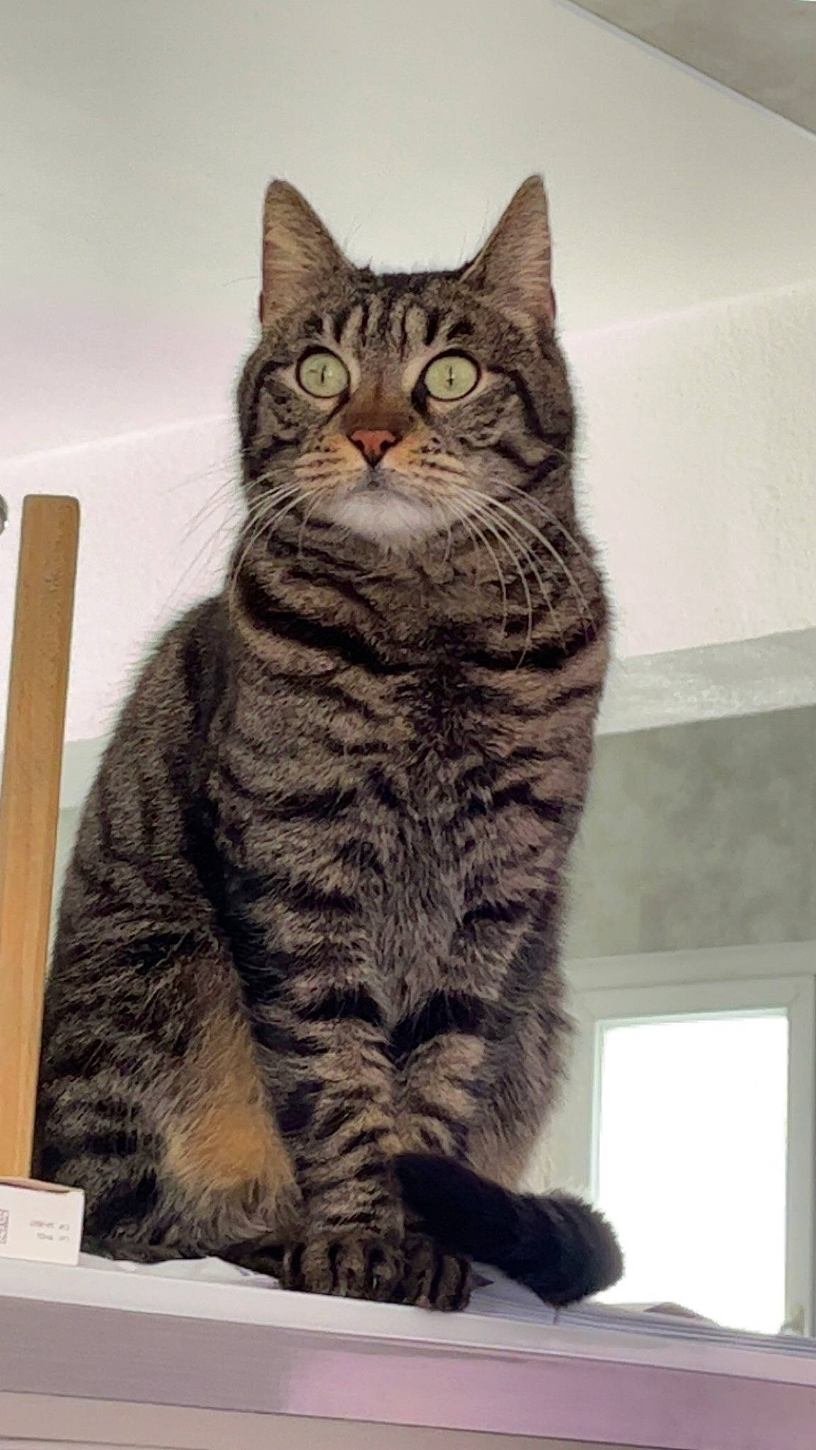 Lucky participe au concours pour gagner de l'argent avec cette photo : carnivore, cat, domestic_short_haired_cat, felidae, fur, rectangle, sitting, small_to_medium_sized_cats, snout, terrestrial_animal, whiskers, window