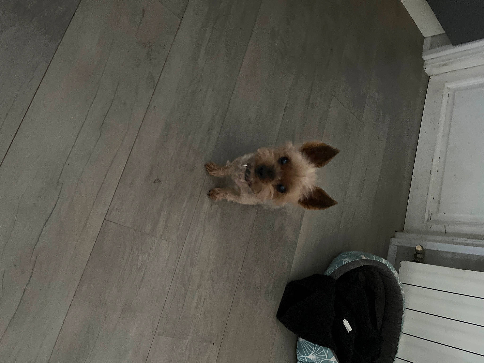 éden participe au concours pour gagner de l'argent avec cette photo : canidae, carnivore, cat, companion_dog, dog_breed, fawn, felidae, flooring, fur, hardwood, paw, plank, plywood, small_to_medium_sized_cats, snout, sporting_group, tail, whiskers, wood, wood_flooring