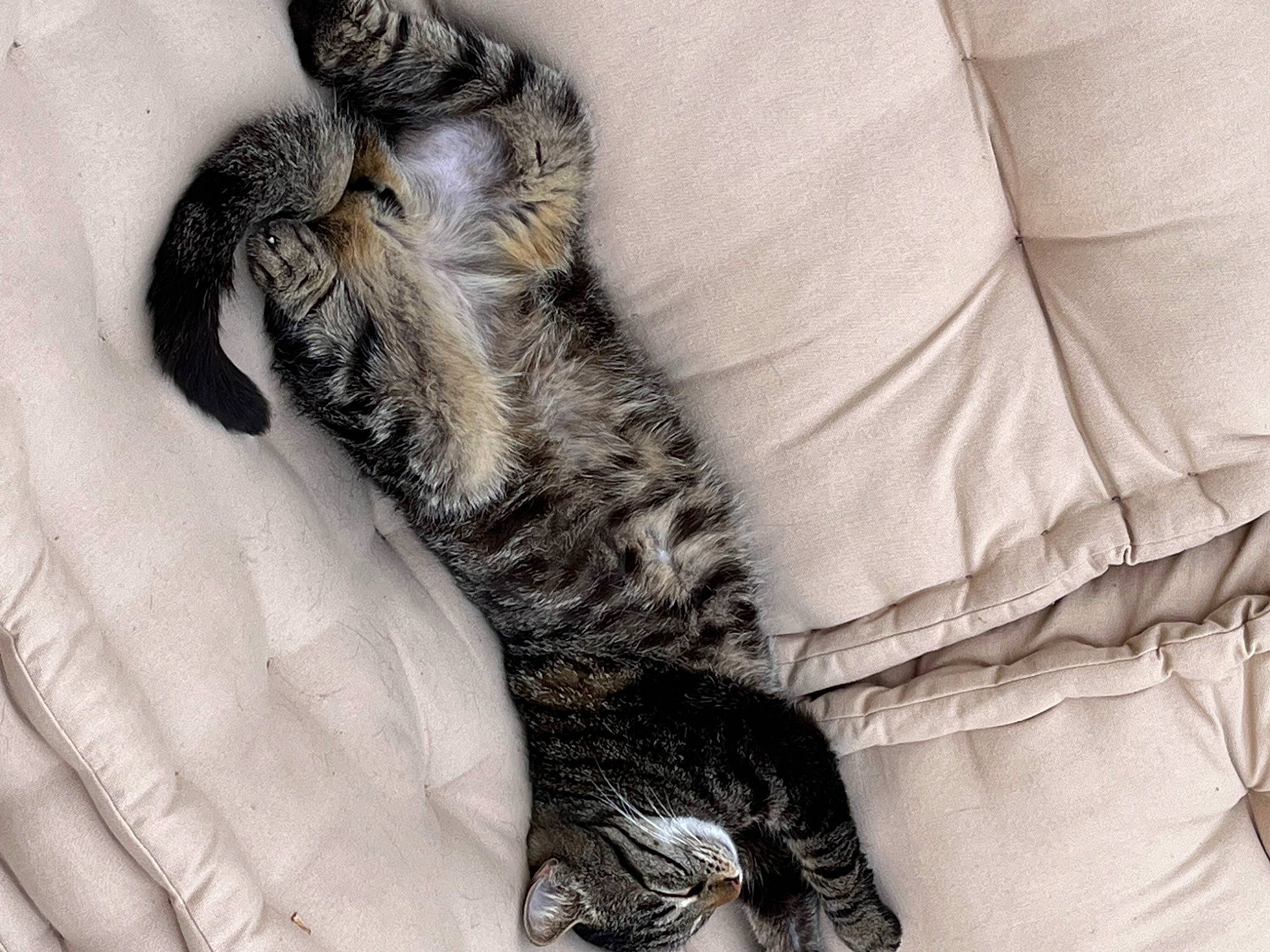 Lucky participe au concours pour gagner de l'argent avec cette photo : carnivore, cat, claw, comfort, couch, dog_breed, domestic_short_haired_cat, felidae, fur, gesture, grey, human_leg, linens, monochrome, paw, sleeve, small_to_medium_sized_cats, sporting_group, tail, whiskers