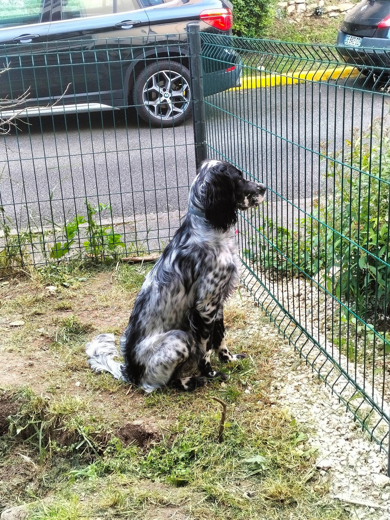 Uranus participe au concours pour gagner de l'argent avec cette photo : automotive_exterior, automotive_lighting, automotive_tire, car, carnivore, dog, dog_breed, family_car, fence, fender, grass, metal, motor_vehicle, parking, plant, tail, tire, vehicle, vehicle_door, wheel