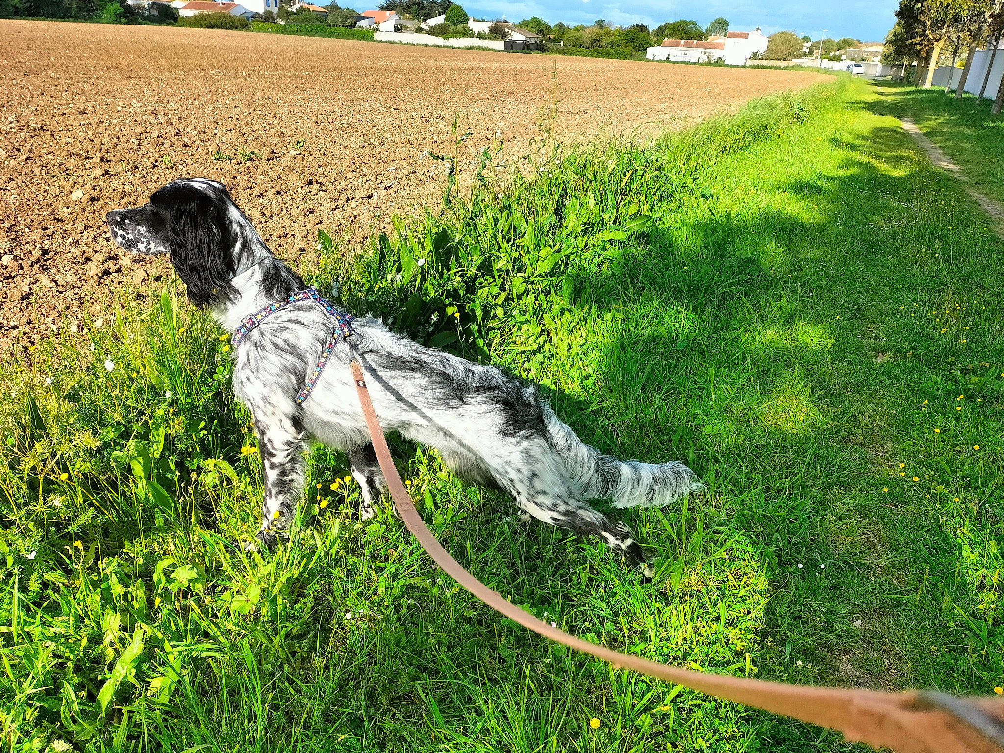 Uranus a rejoint le concours — aidez-le/la à gagner de superbes lots ! dog, field, garden_hose, grass, grass_family, grassland, groundcover, landscape, lawn, meadow, pasture, people_in_nature, plant, shrub, sky, sporting_group, tail, tree, water, working_animal
