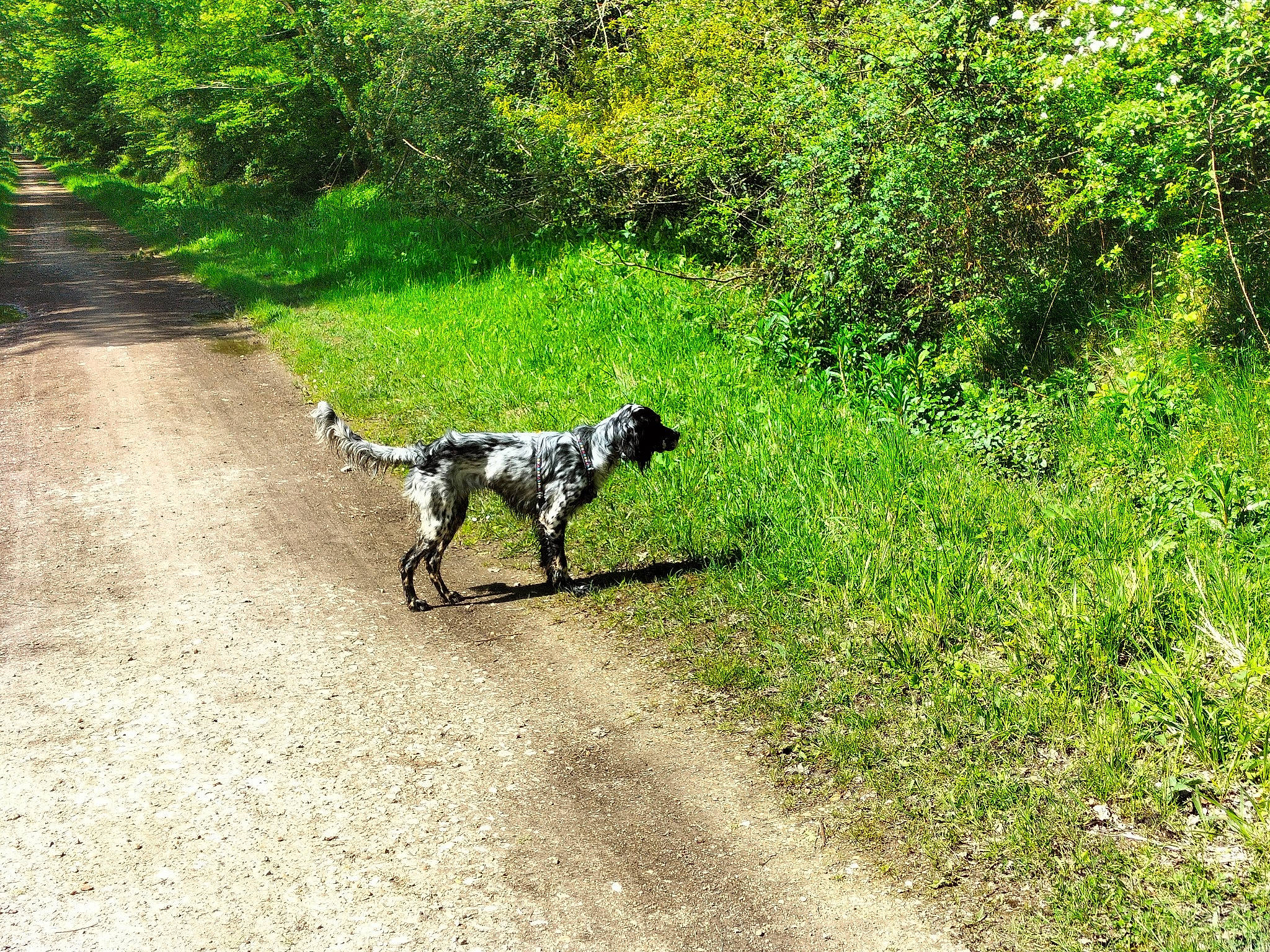 Uranus a rejoint le concours — aidez-le/la à gagner de superbes lots ! art, canidae, carnivore, dog, dog_breed, grass, groundcover, gun_dog, landscape, natural_landscape, plant, shadow, shrub, soil, sporting_group, tail, terrestrial_animal, trail, tree, working_animal