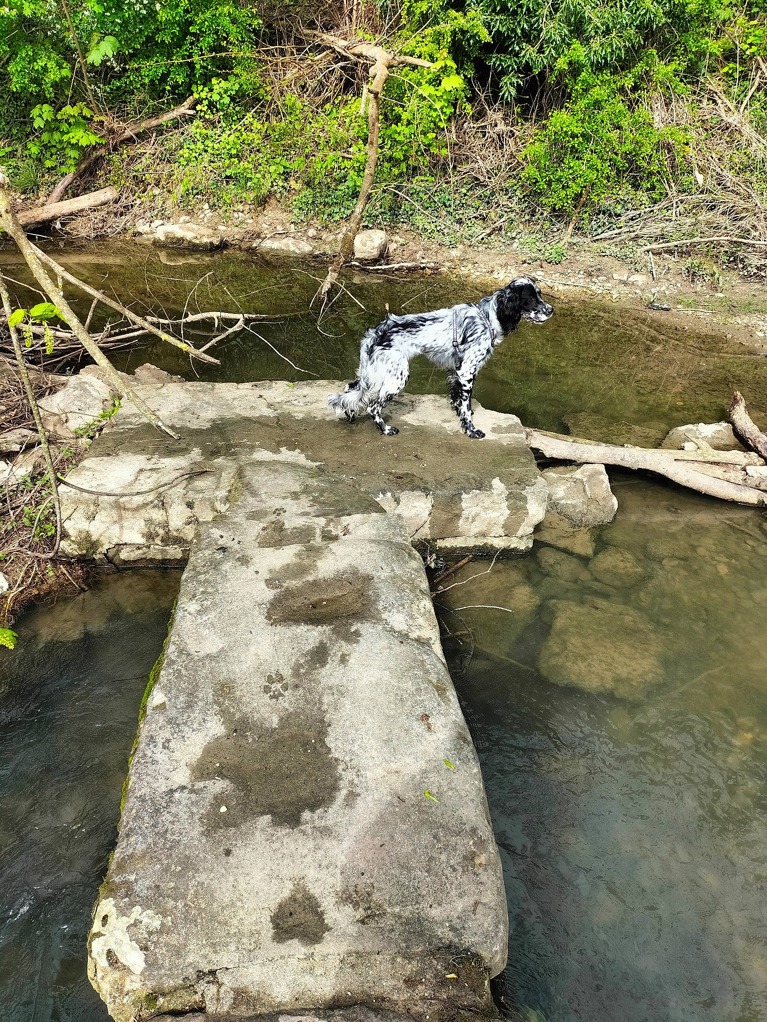 Uranus participe au concours pour gagner de l'argent avec cette photo : arroyo, bedrock, carnivore, creek, dog, dog_breed, fluvial_landforms_of_streams, grass, groundcover, landscape, natural_landscape, plant, riparian_zone, rock, soil, stream, tree, water, watercourse, working_animal