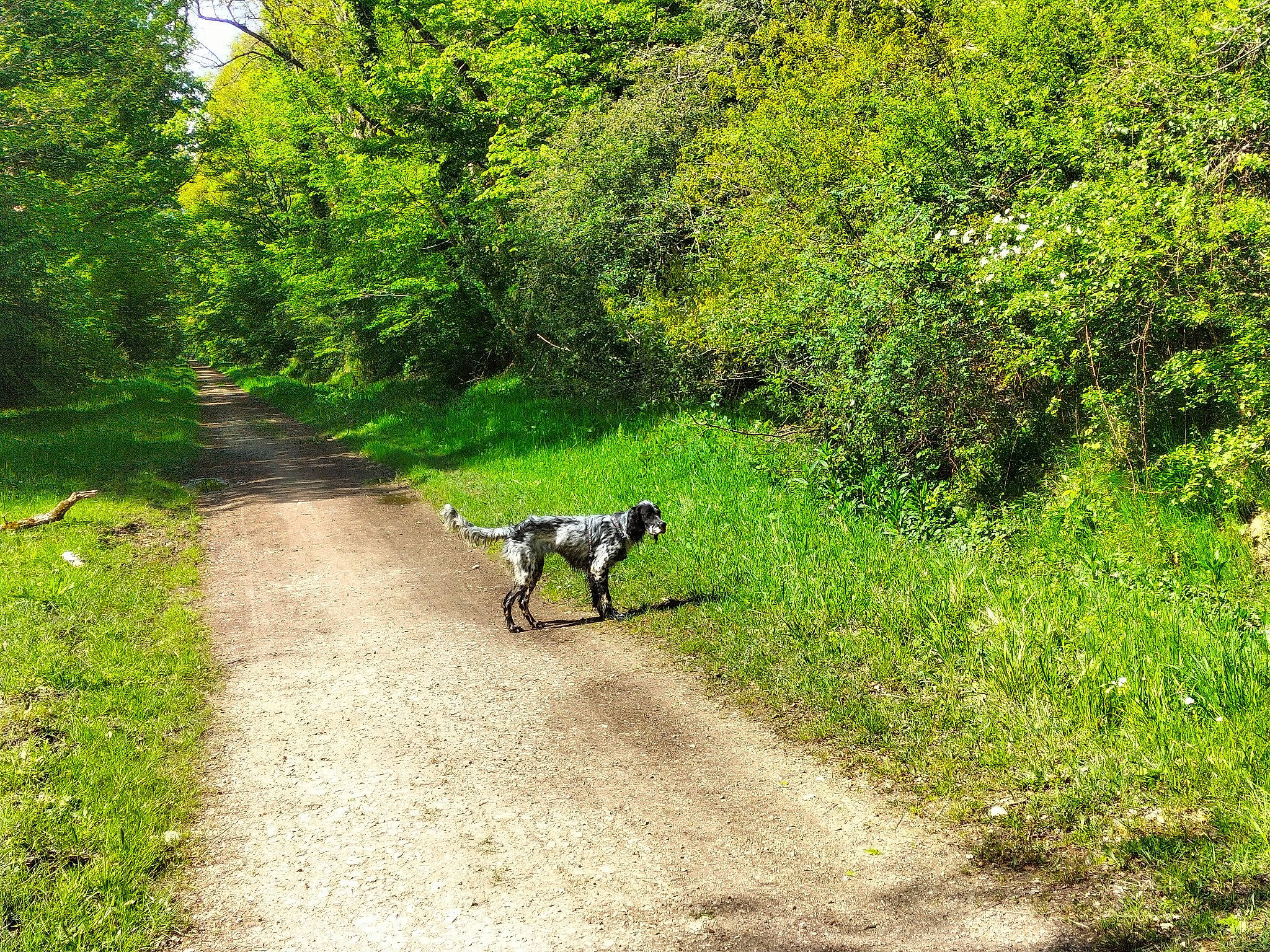 Uranus a rejoint le concours — aidez-le/la à gagner de superbes lots ! canidae, carnivore, dog, dog_breed, forest, grass, grass_family, groundcover, natural_landscape, plant, plant_community, recreation, road, shrub, sporting_group, temperate_broadleaf_and_mixed_forest, trail, tree, woodland, working_animal