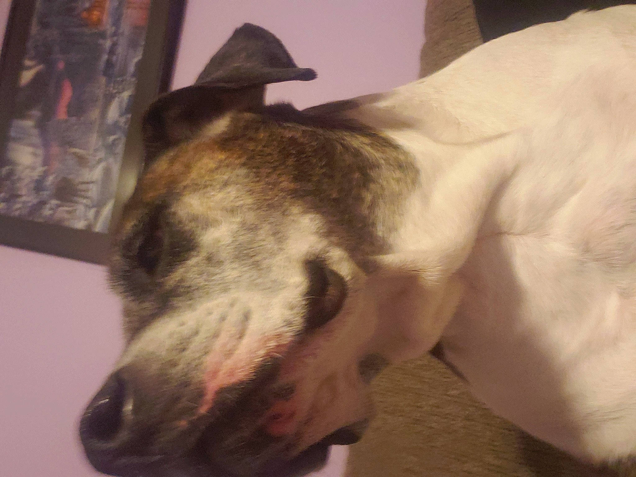 Doc is registered to the contest to win money with this photo: canidae, carnivore, collar, companion_dog, dog, dog_breed, dog_collar, ear, fang, fawn, fur, giant_dog_breed, head, jaw, pet_supply, snout, sporting_group, tail, whiskers, working_animal