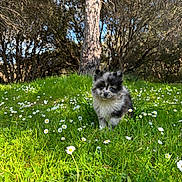 Ricciu a rejoint le concours — aidez-le/la à gagner de superbes lots ! adorable, animal, curious, cute, daisies, dog, flowers, fluffy, forest, grass, greenery, meadow, nature, outdoor, pet, puppy, small, sunlight, trees, young