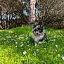 adorable, animal, curious, cute, daisies, dog, flowers, fluffy, forest, grass, greenery, meadow, nature, outdoor, pet, puppy, small, sunlight, trees, young