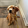 Molly joined the competition — help win amazing prizes! puppy, dog, golden_retriever, yellow_collar, yellow_leash, wooden_floor, rug, door, indoor, pet, animal, cute, sitting, floppy_ears, curious, young_dog, domestic, leash, collar, flooring