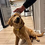 puppy, golden_retriever, dog, tiara, crown, hand, yellow_collar, wooden_floor, kitchen, appliance, stainless_steel, cabinet, indoor, pet, canine, adorable, sitting, cute, domestic, young_dog