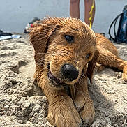 Molly is registered to the contest to win money with this photo: dog, puppy, golden_retriever, wet, sand, beach, stick, chewing, animal, pet, outdoor, playful, closeup, fur, cute, young, canine, legs, summer, recreation