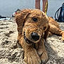 dog, puppy, golden_retriever, wet, sand, beach, stick, chewing, animal, pet, outdoor, playful, closeup, fur, cute, young, canine, legs, summer, recreation